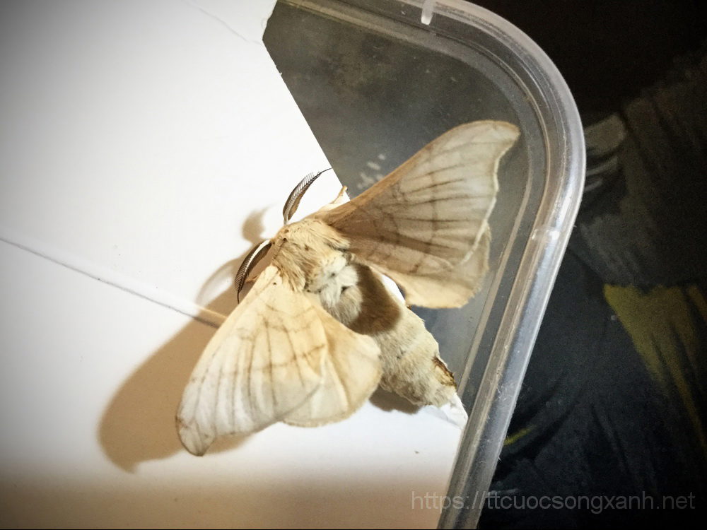 Vòng đời con tằm dâu