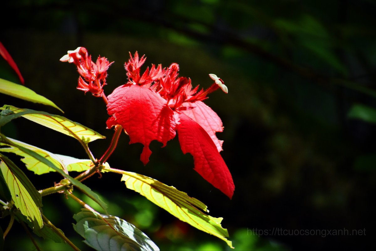 Mùa xuân hoa cỏ đua sắc