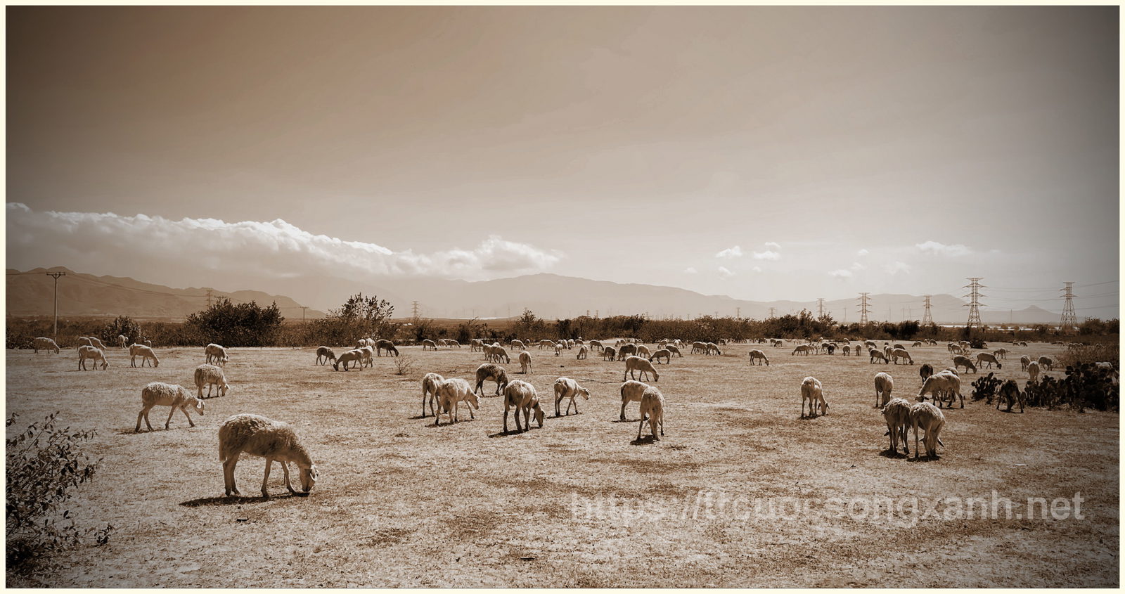 Đồi cừu ở Phan Rang