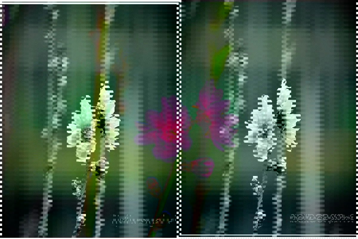 Mai anh đào Đà Lạt cùng sắc màu cao nguyên