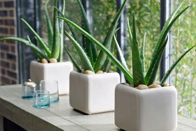 Trồng cây nha đam trong nhà có nhiều lợi ích. Ảnh Internet