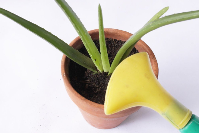 Trồng nha đam bằng cây giống. Ảnh Internet