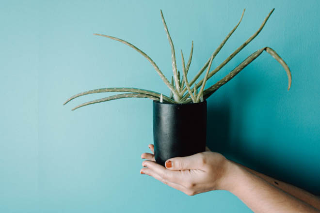 Trồng cây nha đam trong nhà có những lợi ích gì đặc biệt?